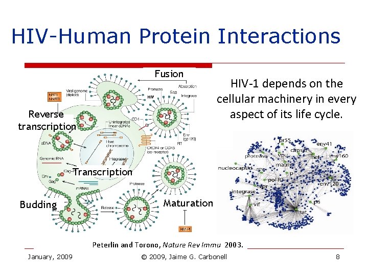 HIV-Human Protein Interactions Fusion Reverse transcription HIV-1 depends on the cellular machinery in every