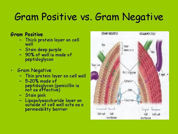 Gram Positive vs. Gram Negative Gram Positive – Thick protein layer on cell wall