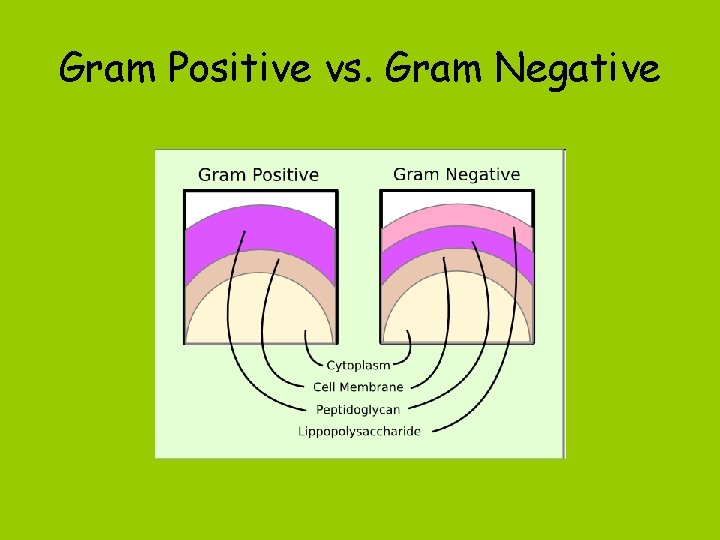 Gram Positive vs. Gram Negative 
