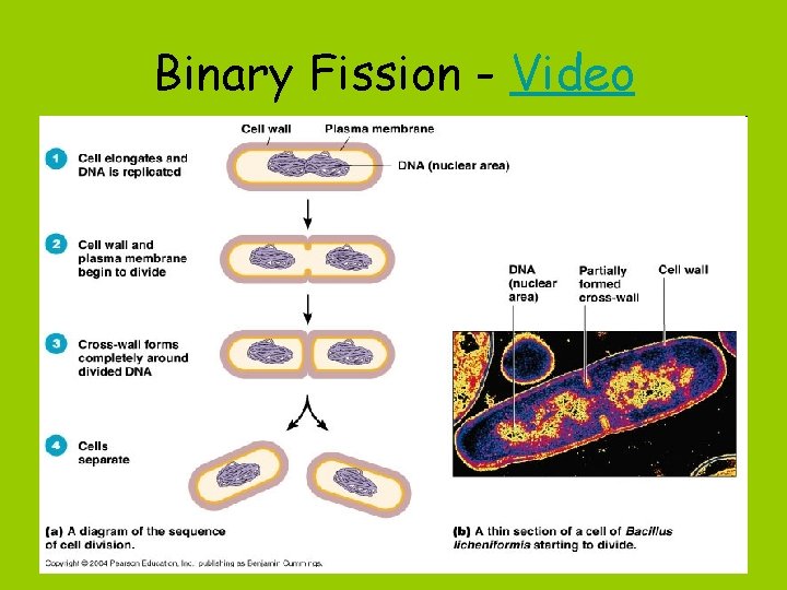 Binary Fission - Video 