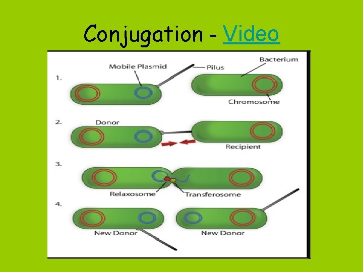 Conjugation - Video 