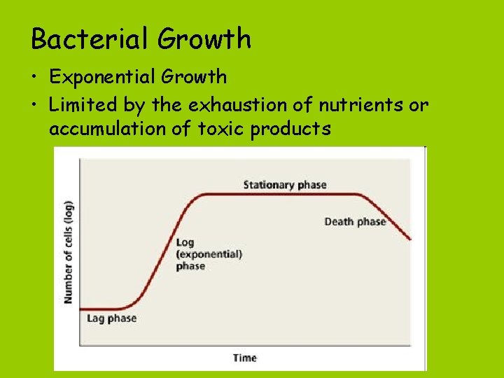 Bacterial Growth • Exponential Growth • Limited by the exhaustion of nutrients or accumulation