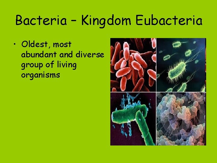 Bacteria – Kingdom Eubacteria • Oldest, most abundant and diverse group of living organisms