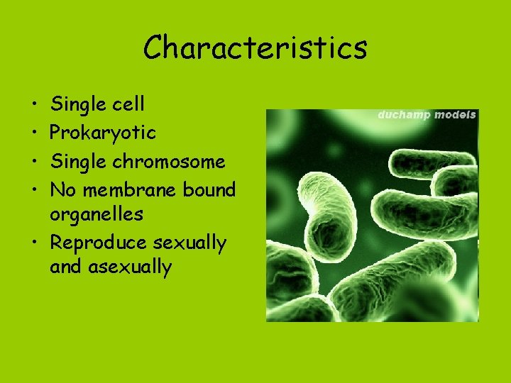 Characteristics • • Single cell Prokaryotic Single chromosome No membrane bound organelles • Reproduce