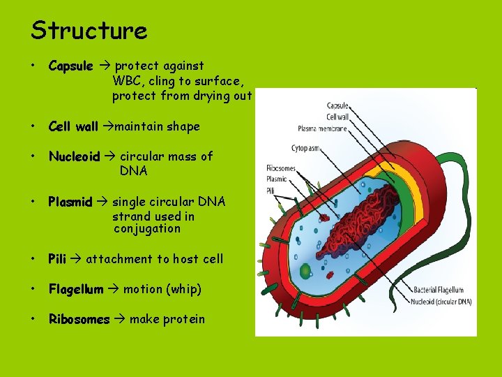 Structure • Capsule protect against WBC, cling to surface, protect from drying out •