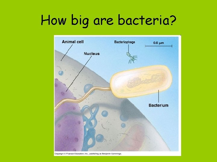 How big are bacteria? 