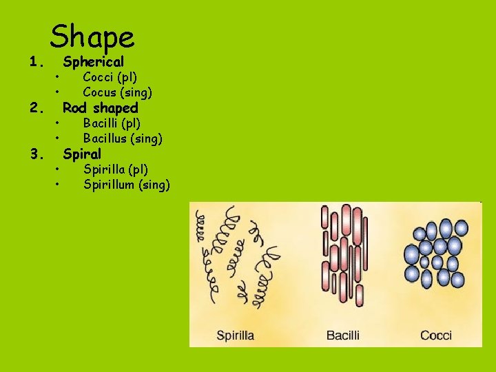 1. 2. 3. Shape • • • Spherical Cocci (pl) Cocus (sing) Rod shaped