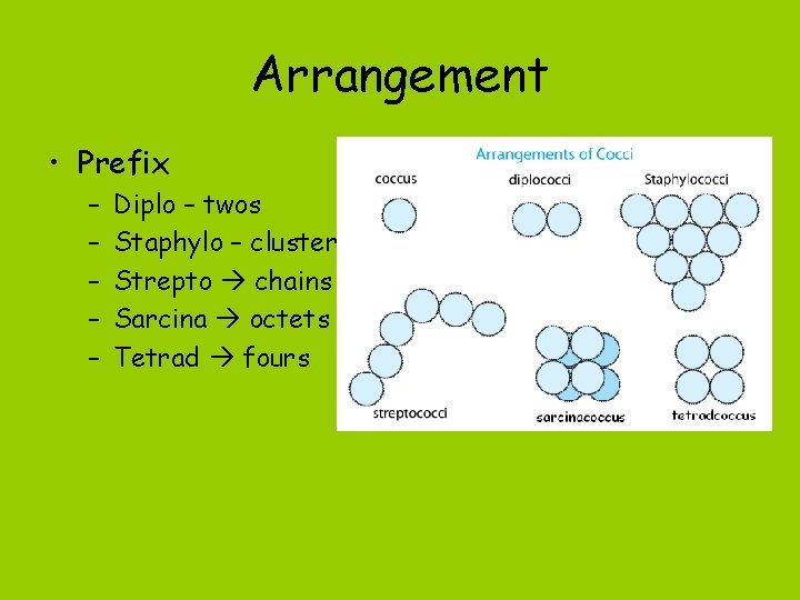 Arrangement • Prefix – – – Diplo – twos Staphylo – cluster Strepto chains