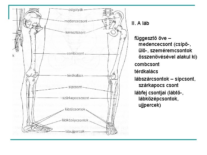 II. A láb függesztő öve – medencecsont (csípő-, ülő-, szeméremcsontok összenövésével alakul ki) combcsont
