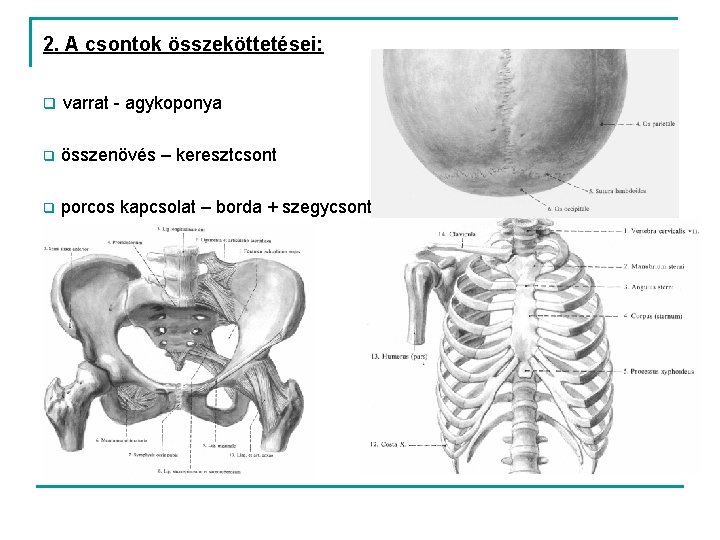 2. A csontok összeköttetései: q varrat - agykoponya q összenövés – keresztcsont q porcos