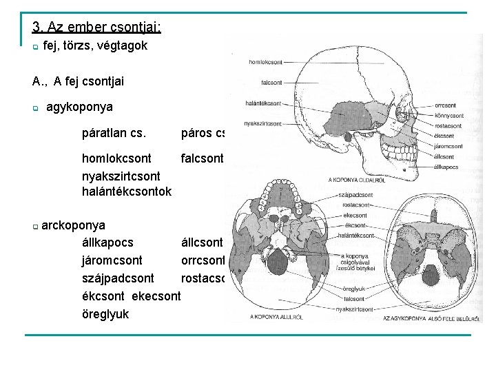 3. Az ember csontjai: q fej, törzs, végtagok A. , A fej csontjai q