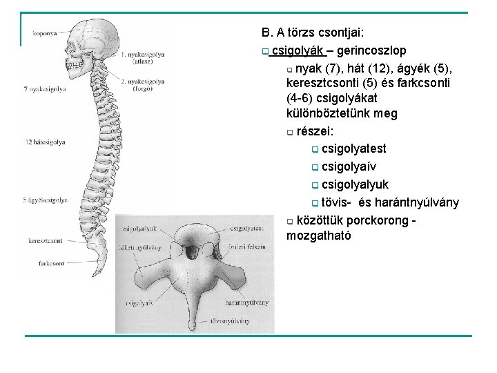 B. A törzs csontjai: q csigolyák – gerincoszlop q nyak (7), hát (12), ágyék