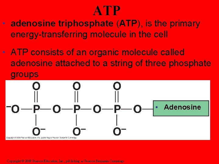 ATP • adenosine triphosphate (ATP), is the primary energy-transferring molecule in the cell • ATP • adenosine triphosphate (ATP), is the primary energy-transferring molecule in the cell •