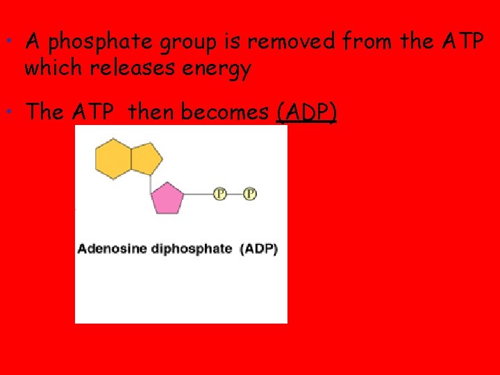 • A phosphate group is removed from the ATP which releases energy • • A phosphate group is removed from the ATP which releases energy •