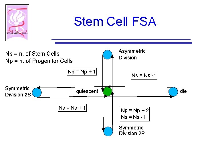 Stem Cell FSA Asymmetric Division Ns = n. of Stem Cells Np = n.