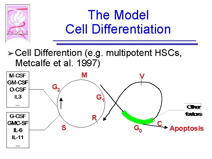 The Model Cell Differentiation ➢ Cell Differention (e. g. multipotent HSCs, Metcalfe et al.