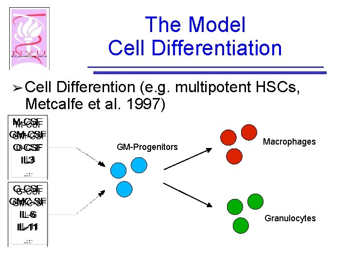 The Model Cell Differentiation ➢ Cell Differention (e. g. multipotent HSCs, Metcalfe et al.