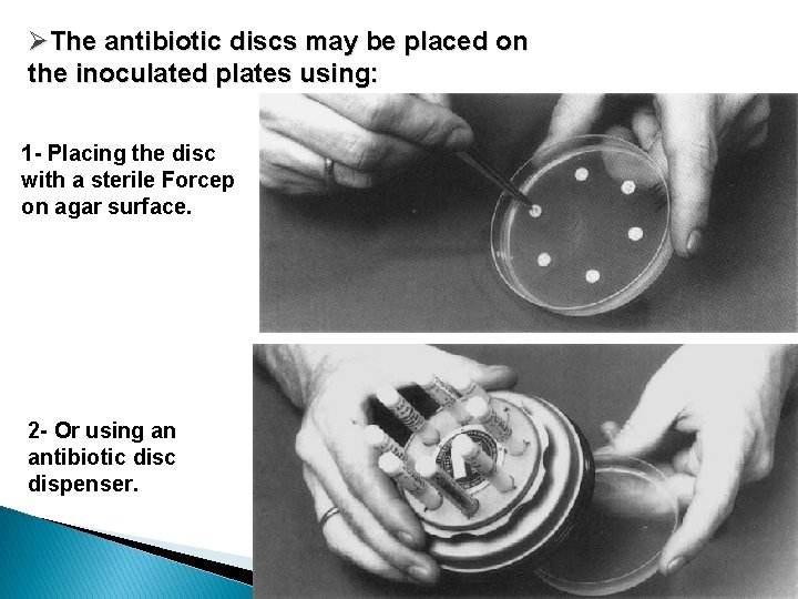 ØThe antibiotic discs may be placed on the inoculated plates using: 1 - Placing