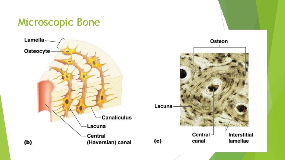 Microscopic Bone 