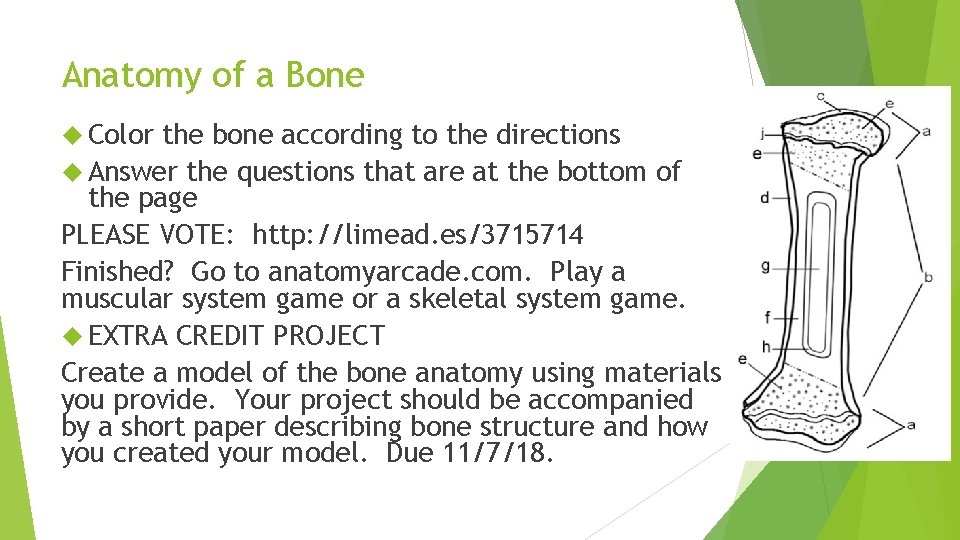 Anatomy of a Bone Color the bone according to the directions Answer the questions