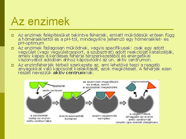 Az enzimek p p p Az enzimek felépítésüket tekintve fehérjék, emiatt működésük erősen függ