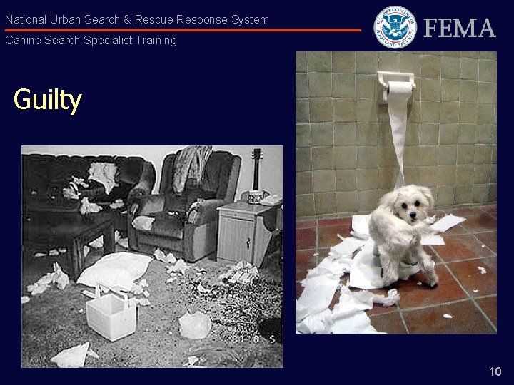 National Urban Search & Rescue Response System Canine Search Specialist Training Guilty 10 