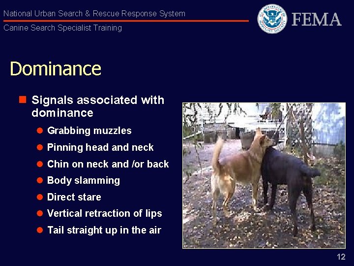 National Urban Search & Rescue Response System Canine Search Specialist Training Dominance n Signals