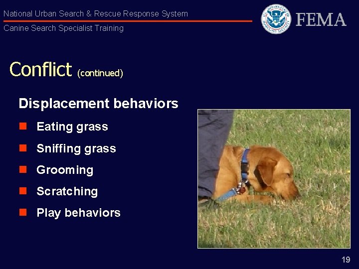 National Urban Search & Rescue Response System Canine Search Specialist Training Conflict (continued) Displacement