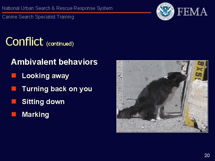 National Urban Search & Rescue Response System Canine Search Specialist Training Conflict (continued) Ambivalent