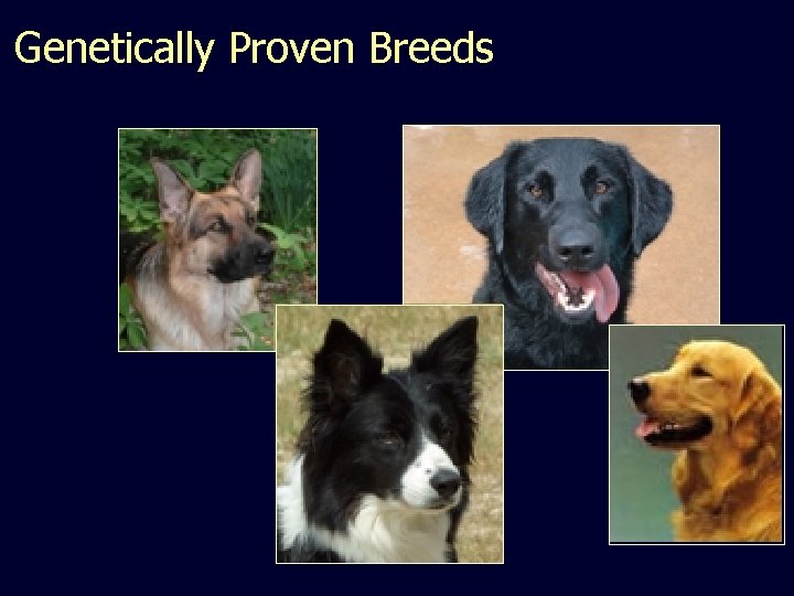 Genetically Proven Breeds 