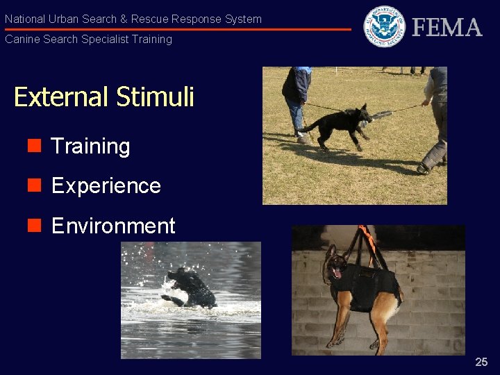 National Urban Search & Rescue Response System Canine Search Specialist Training External Stimuli n