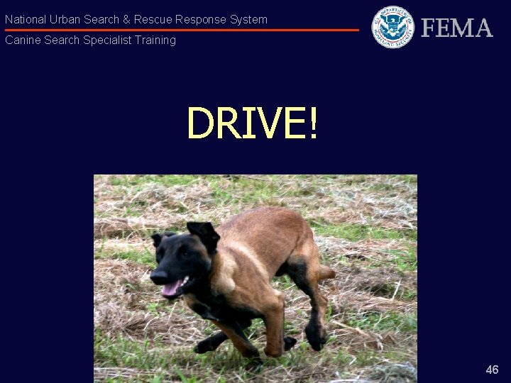 National Urban Search & Rescue Response System Canine Search Specialist Training DRIVE! 46 