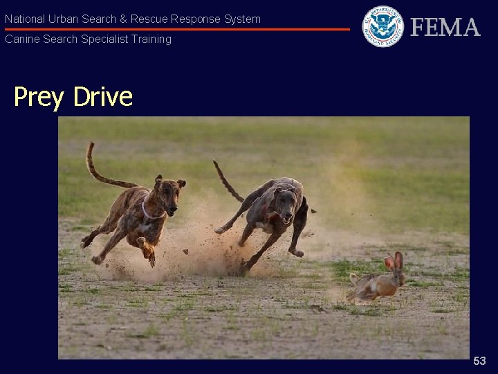 National Urban Search & Rescue Response System Canine Search Specialist Training Prey Drive 53