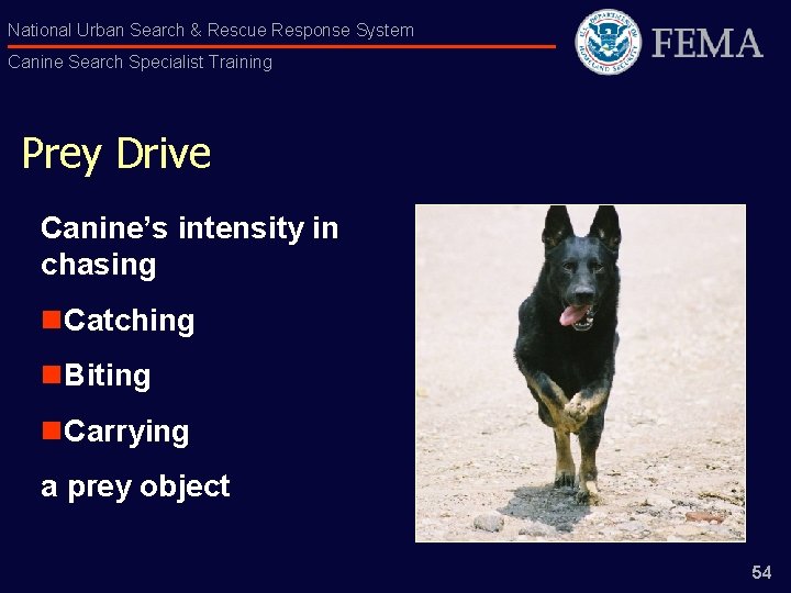 National Urban Search & Rescue Response System Canine Search Specialist Training Prey Drive Canine’s