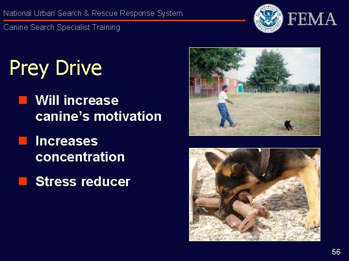 National Urban Search & Rescue Response System Canine Search Specialist Training Prey Drive n