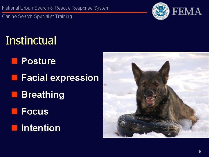 National Urban Search & Rescue Response System Canine Search Specialist Training Instinctual n Posture