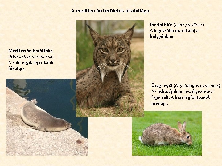 A mediterrán területek állatvilága Ibériai hiúz (Lynx pardinus) A legritkább macskafaj a bolygónkon. Mediterrán