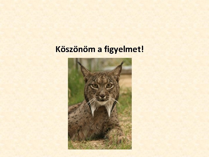 Köszönöm a figyelmet! 