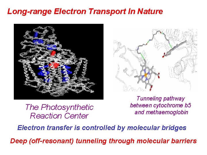 Long-range Electron Transport In Nature The Photosynthetic Reaction Center Tunneling pathway between cytochrome b