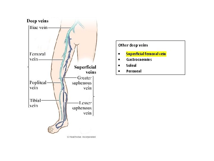 Other deep veins Superficial femoral vein Gastrocnemius Soleal Peroneal 
