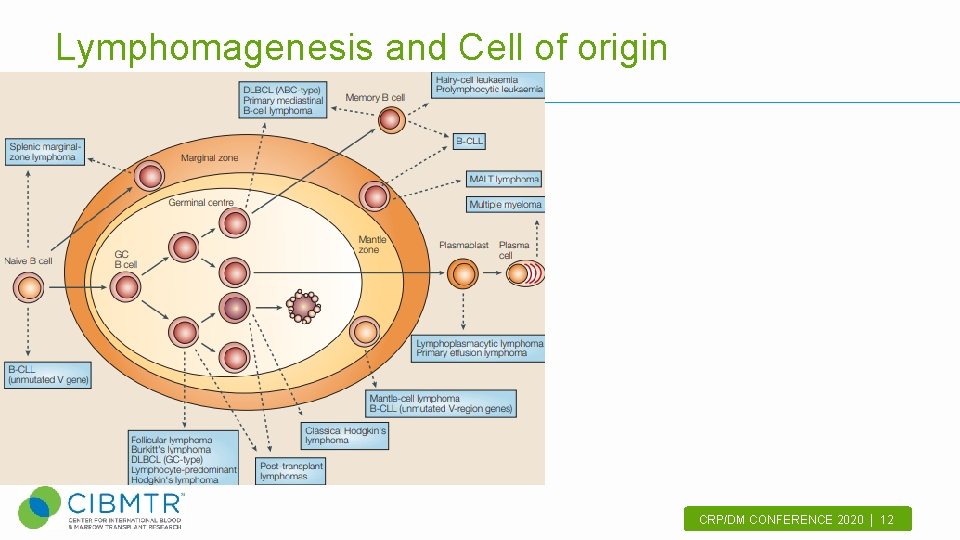 Lymphomagenesis and Cell of origin CRP/DM CONFERENCE 2020 | 12. 