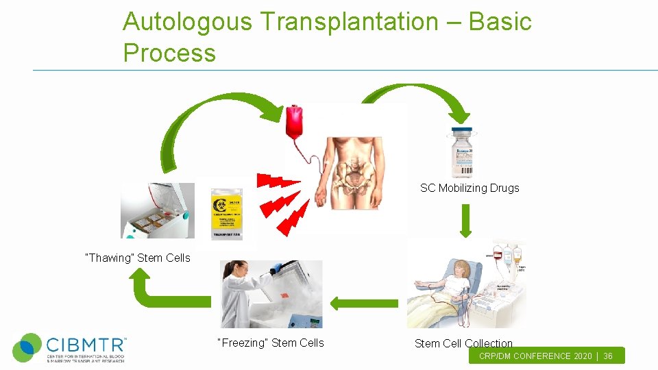 Autologous Transplantation – Basic Process SC Mobilizing Drugs “Thawing” Stem Cells “Freezing” Stem Cells