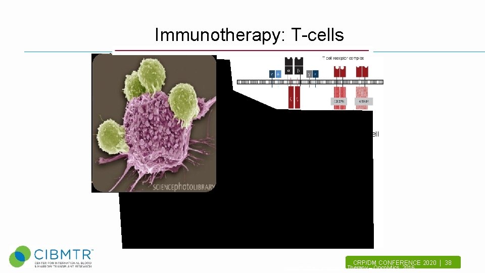 Immunotherapy: T-cells Receptors have components inside of cell that send signals to T-cell to