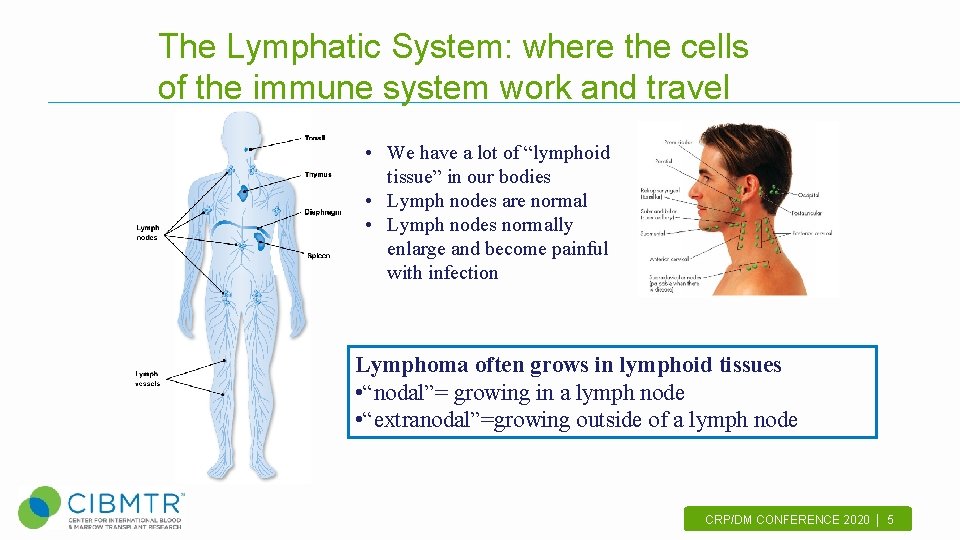 The Lymphatic System: where the cells of the immune system work and travel •