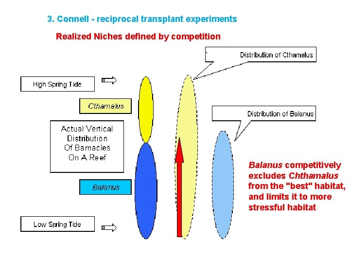 3. Connell - reciprocal transplant experiments Realized Niches defined by competition ): Balanus competitively