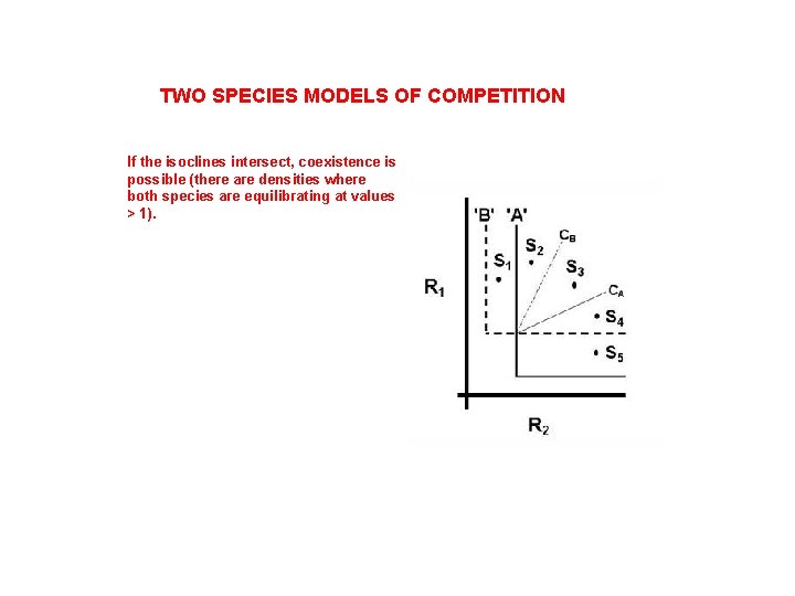 TWO SPECIES MODELS OF COMPETITION If the isoclines intersect, coexistence is possible (there are