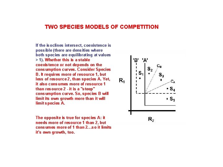 TWO SPECIES MODELS OF COMPETITION If the isoclines intersect, coexistence is possible (there are