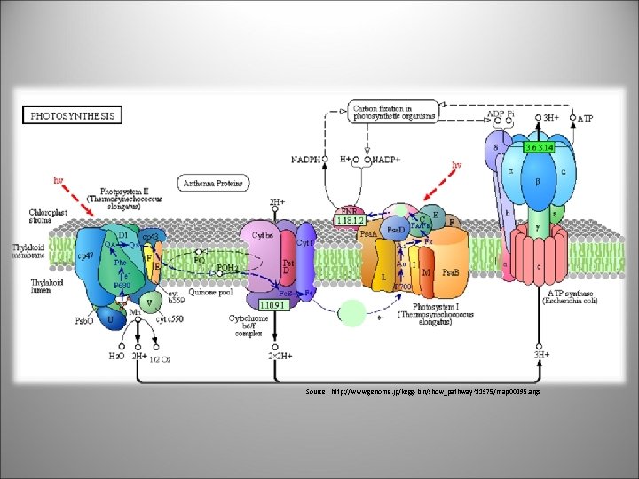 Source: http: //www. genome. jp/kegg-bin/show_pathway? 11975/map 00195. args 