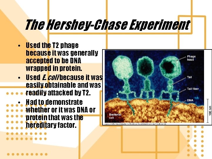 The Hershey-Chase Experiment • Used the T 2 phage because it was generally accepted