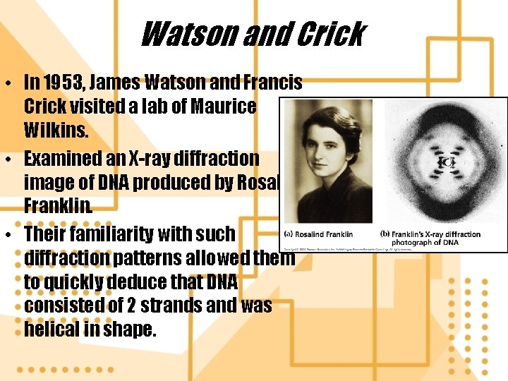 Watson and Crick • In 1953, James Watson and Francis Crick visited a lab